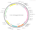 AAV-hSyn-DIO-oRVG AAV Vector – Cre-dependent – hSyn promoter – BHV12400151