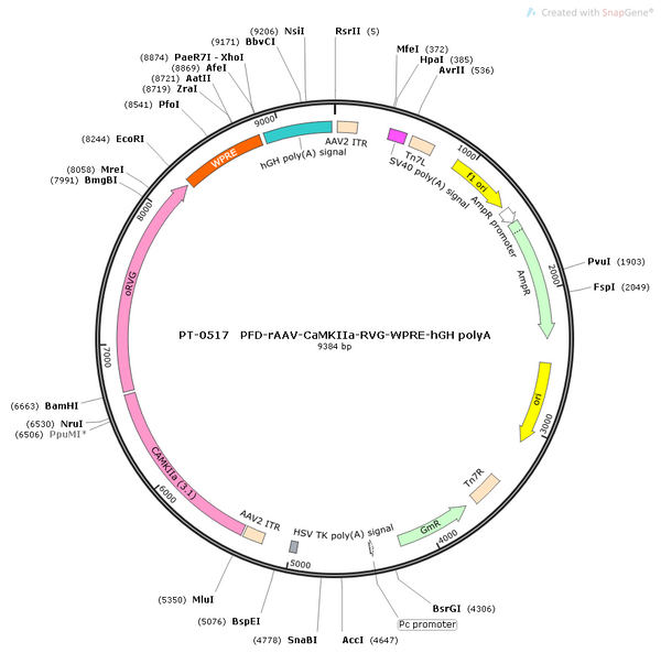 AAV-CaMKIIa-oRVG AAV Vector – Constitutive – CaMKIIa promoter – BHV12400152