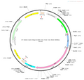 AAV-hSyn-EGFP-TVA-RVG AAV Vector – Fluorescent reporter – Constitutive – hSyn promoter – EGFP reporter – for Cell labeling / tracing – BHV12400153