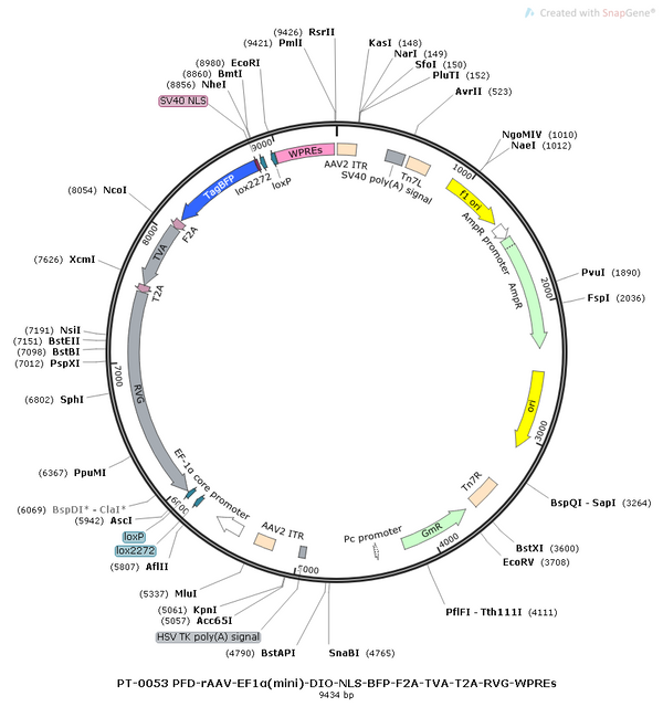 AAV-nEF1a-DIO-BFP AAV Vector – Norepinephrine sensor – Cre-dependent – nEF1a promoter – BFP reporter – for Norepinephrine imaging – BHV12400156
