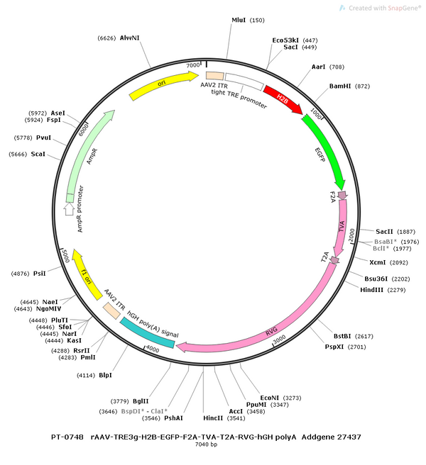 AAV-TRE3G-H2B-EGFP-TVA-RVG AAV Vector – Fluorescent reporter – Constitutive – TRE3G promoter – EGFP reporter – for Cell labeling / tracing – BHV12400160
