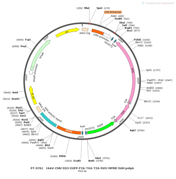 AAV-CMV-DIO-EGFP-TVA-RVG AAV Vector – Fluorescent reporter – Cre-dependent – CMV promoter – EGFP reporter – for Cell labeling / tracing – BHV12400161