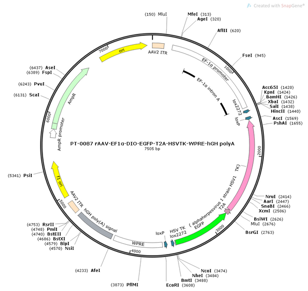AAV-EF1α-DIO-EGFP-TK AAV Vector – Fluorescent reporter – Cre-dependent – EF1α promoter – EGFP reporter – for Cell labeling / tracing – BHV12400163