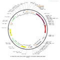 AAV-nEF1a-fDIO-mCherry-TK AAV Vector – Norepinephrine sensor – Constitutive – nEF1a promoter – mCherry reporter – for Norepinephrine imaging – BHV12400164