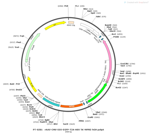 AAV-CMV-DIO-EGFP-TK AAV Vector – Fluorescent reporter – Cre-dependent – CMV promoter – EGFP reporter – for Cell labeling / tracing – BHV12400167