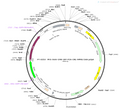 AAV-CMV-EGFP-Cre AAV Vector – Fluorescent reporter – Constitutive – CMV promoter – EGFP reporter – for Cell labeling / tracing – BHV12400169