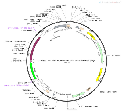 AAV-CMV-EGFP-Cre AAV Vector – Fluorescent reporter – Constitutive – CMV promoter – EGFP reporter – for Cell labeling / tracing – BHV12400169