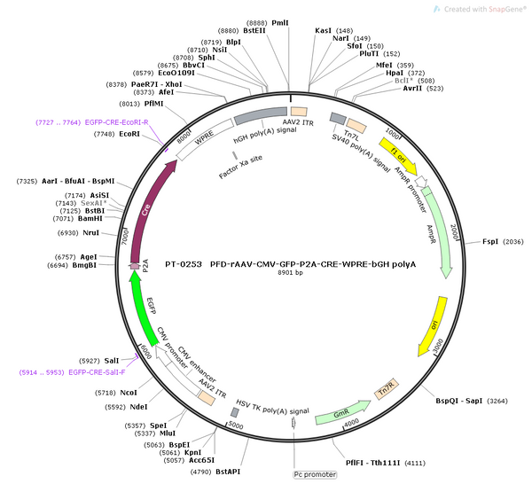 AAV-CMV-EGFP-Cre AAV Vector – Fluorescent reporter – Constitutive – CMV promoter – EGFP reporter – for Cell labeling / tracing – BHV12400169