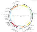 AAV-CMV-DsRed AAV Vector – Fluorescent reporter – Constitutive – CMV promoter – DsRed reporter – for Cell labeling / tracing – BHV12400170
