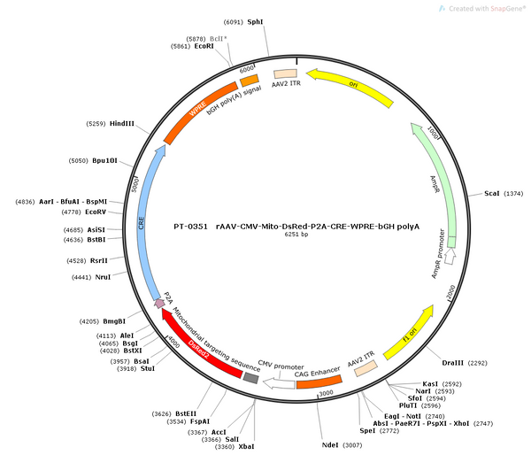 AAV-CMV-DsRed AAV Vector – Fluorescent reporter – Constitutive – CMV promoter – DsRed reporter – for Cell labeling / tracing – BHV12400170