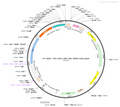 AAV-CMV-Cre AAV Vector – Transcriptional regulator / recombinase – Constitutive – CMV promoter – for Genetic driver / recombination – BHV12400171