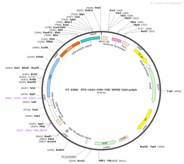 AAV-CMV-Cre AAV Vector – Transcriptional regulator / recombinase – Constitutive – CMV promoter – for Genetic driver / recombination – BHV12400171