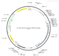 AAV-EF1α-DIO-Flp AAV Vector – Transcriptional regulator / recombinase – Cre-dependent – EF1α promoter – for Genetic driver / recombination – BHV12400173
