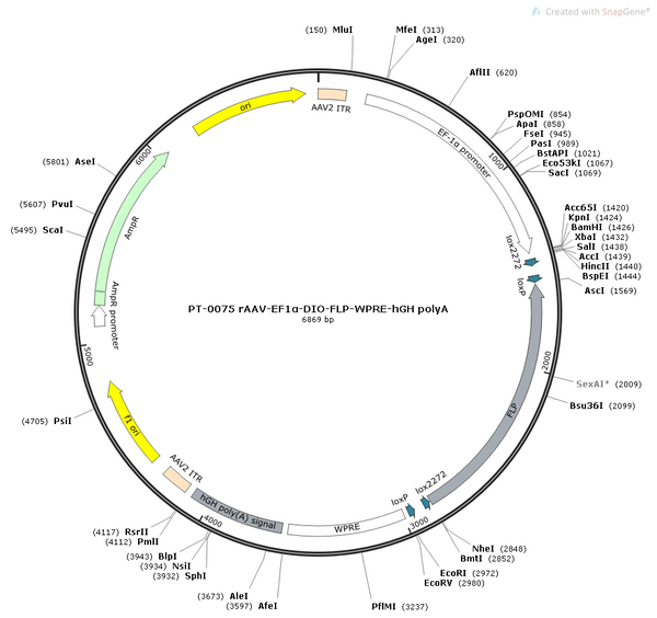 AAV-EF1α-DIO-Flp AAV Vector – Transcriptional regulator / recombinase – Cre-dependent – EF1α promoter – for Genetic driver / recombination – BHV12400173