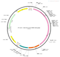 AAV-EF1α-fDIO-Flp AAV Vector – Transcriptional regulator / recombinase – Flp-dependent – EF1α promoter – for Genetic driver / recombination – BHV12400175