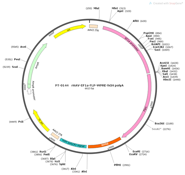 AAV-EF1α-fDIO-Flp AAV Vector – Transcriptional regulator / recombinase – Flp-dependent – EF1α promoter – for Genetic driver / recombination – BHV12400175