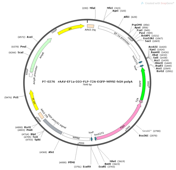 AAV-EF1α-DIO-Flp-EGFP AAV Vector – Fluorescent reporter – Cre-dependent – EF1α promoter – EGFP reporter – for Cell labeling / tracing – BHV12400176