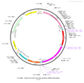 AAV-EF1α-DIO-Flp-mCherry AAV Vector – Fluorescent reporter – Cre-dependent – EF1α promoter – mCherry reporter – for Cell labeling / tracing – BHV12400177