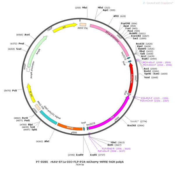 AAV-EF1α-DIO-Flp-mCherry AAV Vector – Fluorescent reporter – Cre-dependent – EF1α promoter – mCherry reporter – for Cell labeling / tracing – BHV12400177