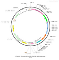AAV-EF1α-EGFP-Cre AAV Vector – Fluorescent reporter – Constitutive – EF1α promoter – EGFP reporter – for Cell labeling / tracing – BHV12400178