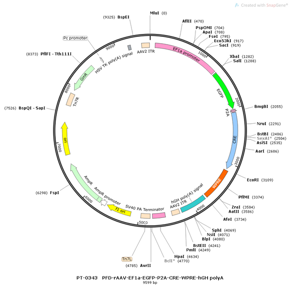 AAV-EF1α-EGFP-Cre AAV Vector – Fluorescent reporter – Constitutive – EF1α promoter – EGFP reporter – for Cell labeling / tracing – BHV12400178