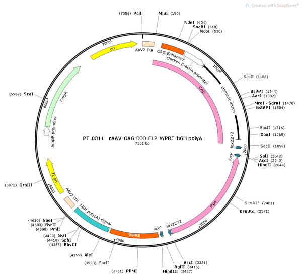 AAV-CAG-DIO-Flp AAV Vector – Transcriptional regulator / recombinase – Cre-dependent – CAG promoter – for Genetic driver / recombination – BHV12400179