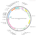 AAV-CAG-Cre AAV Vector – Transcriptional regulator / recombinase – Constitutive – CAG promoter – for Genetic driver / recombination – BHV12400181
