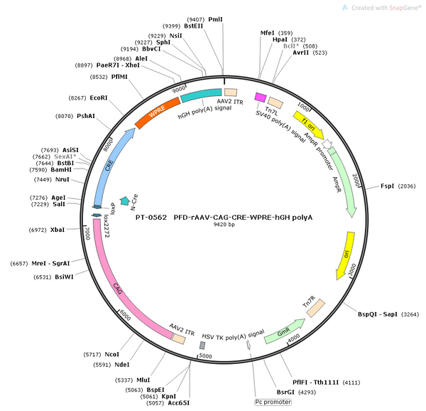 AAV-CAG-Cre AAV Vector – Transcriptional regulator / recombinase – Constitutive – CAG promoter – for Genetic driver / recombination – BHV12400181