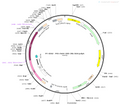 AAV-CBh-Cre AAV Vector – Transcriptional regulator / recombinase – Constitutive – CBh promoter – for Genetic driver / recombination – BHV12400182