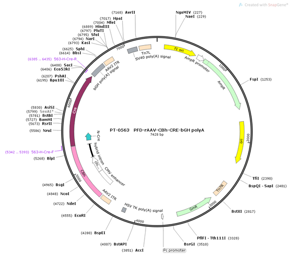 AAV-CBh-Cre AAV Vector – Transcriptional regulator / recombinase – Constitutive – CBh promoter – for Genetic driver / recombination – BHV12400182