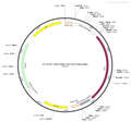 AAV-hSyn-fDIO-Flp-bGH AAV Vector – Transcriptional regulator / recombinase – Flp-dependent – hSyn promoter – for Genetic driver / recombination – BHV12400183