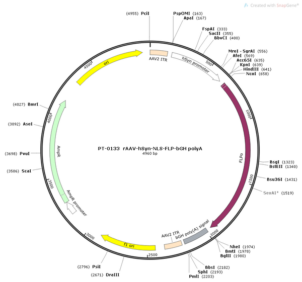 AAV-hSyn-fDIO-Flp-bGH AAV Vector – Transcriptional regulator / recombinase – Flp-dependent – hSyn promoter – for Genetic driver / recombination – BHV12400183