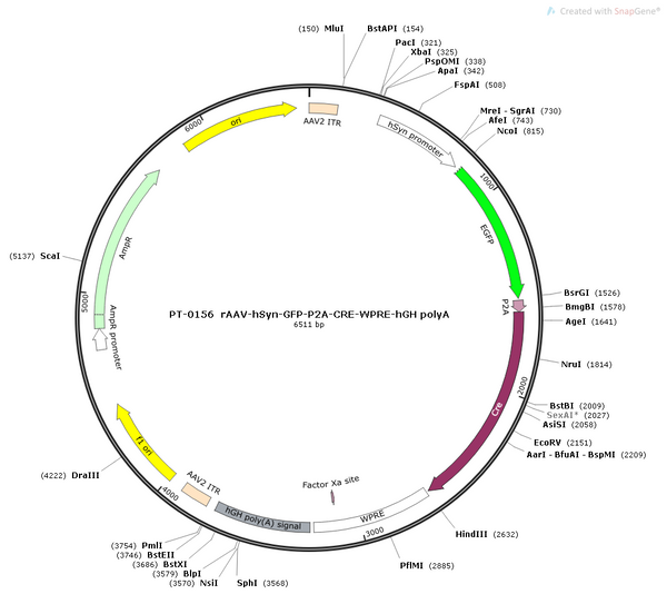 AAV-hSyn-EGFP-Cre AAV Vector – Fluorescent reporter – Constitutive – hSyn promoter – EGFP reporter – for Cell labeling / tracing – BHV12400185