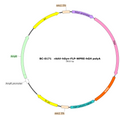 AAV-hSyn-fDIO-Flp AAV Vector – Transcriptional regulator / recombinase – Flp-dependent – hSyn promoter – for Genetic driver / recombination – BHV12400186