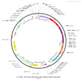 AAV-hSyn-fDIO-Cre-mCherry AAV Vector – Fluorescent reporter – Constitutive – hSyn promoter – mCherry reporter – for Cell labeling / tracing – BHV12400187