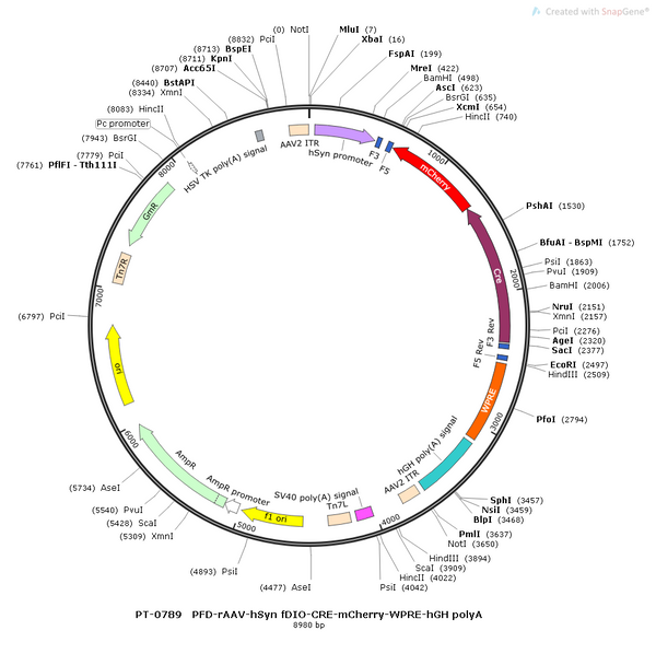 AAV-hSyn-fDIO-Cre-mCherry AAV Vector – Fluorescent reporter – Constitutive – hSyn promoter – mCherry reporter – for Cell labeling / tracing – BHV12400187