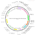 AAV-hSyn-fDIO-Flp-EGFP AAV Vector – Fluorescent reporter – Flp-dependent – hSyn promoter – EGFP reporter – for Cell labeling / tracing – BHV12400188