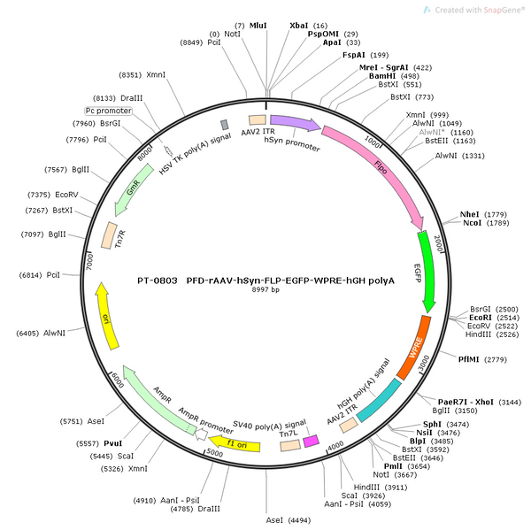 AAV-hSyn-fDIO-Flp-EGFP AAV Vector – Fluorescent reporter – Flp-dependent – hSyn promoter – EGFP reporter – for Cell labeling / tracing – BHV12400188