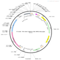 AAV-CaMKIIa-Cre AAV Vector – Transcriptional regulator / recombinase – Constitutive – CaMKIIa promoter – for Genetic driver / recombination – BHV12400190