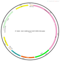 AAV-CaMKIIa-fDIO-Flp-EGFP AAV Vector – Fluorescent reporter – Flp-dependent – CaMKIIa promoter – EGFP reporter – for Cell labeling / tracing – BHV12400191