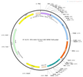 AAV-TH-NLS-Cre AAV Vector – Transcriptional regulator / recombinase – Constitutive – TH promoter – for Genetic driver / recombination – BHV12400192