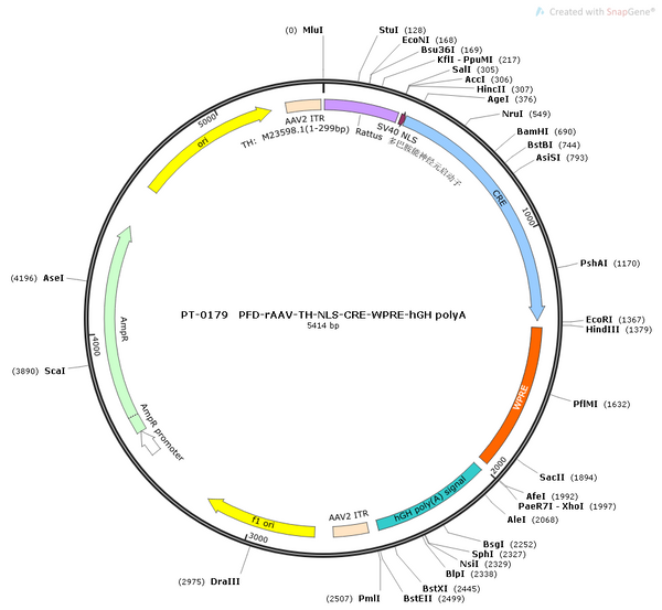 AAV-TH-NLS-Cre AAV Vector – Transcriptional regulator / recombinase – Constitutive – TH promoter – for Genetic driver / recombination – BHV12400192