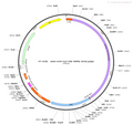 AAV-mTH-NLS-Cre AAV Vector – Transcriptional regulator / recombinase – Constitutive – mTH promoter – for Genetic driver / recombination – BHV12400193