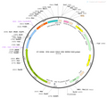 AAV-TPH2-Cre AAV Vector – Transcriptional regulator / recombinase – Constitutive – TPH2 promoter – for Genetic driver / recombination – BHV12400194