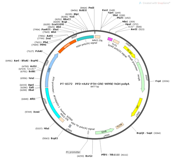AAV-PTH-Cre AAV Vector – Transcriptional regulator / recombinase – Constitutive – PTH promoter – for Genetic driver / recombination – BHV12400195