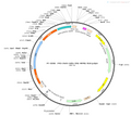 AAV-mDLX-Cre AAV Vector – Transcriptional regulator / recombinase – Constitutive – mDLX promoter – for Genetic driver / recombination – BHV12400196