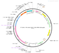 AAV-VGAT1-Cre AAV Vector – Transcriptional regulator / recombinase – Constitutive – VGAT1 promoter – for Genetic driver / recombination – BHV12400197