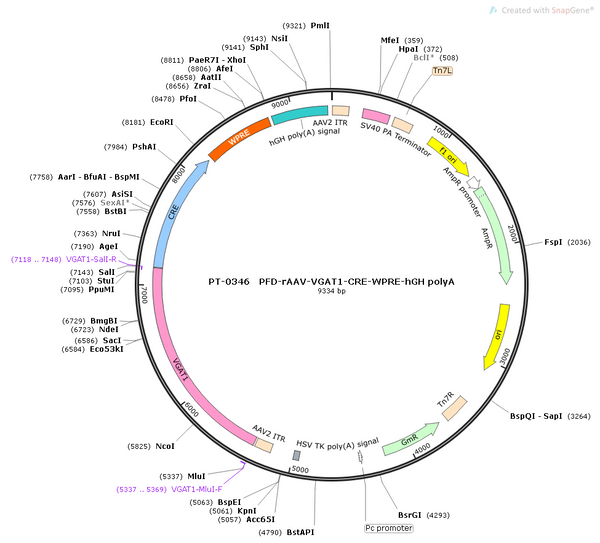 AAV-VGAT1-Cre AAV Vector – Transcriptional regulator / recombinase – Constitutive – VGAT1 promoter – for Genetic driver / recombination – BHV12400197
