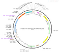 AAV-Mecp2-Cre AAV Vector – Transcriptional regulator / recombinase – Constitutive – Mecp2 promoter – for Genetic driver / recombination – BHV12400199
