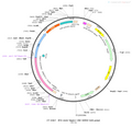 AAV-Mash1-Cre AAV Vector – Transcriptional regulator / recombinase – Constitutive – Mash1 promoter – for Genetic driver / recombination – BHV12400200